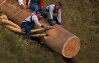 Extremely Dangerous Riding Giant Logs Festival in Japan ! 1,200-Year-Old Festival