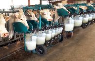 Intelligent-Technology-Modern-Cow-Milking-Automatic-Machine-Cleaning-Feeding-Smart-Farm-Agriculture