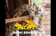Oliver & Johari Giraffe Cam – Animal Adventure Park
