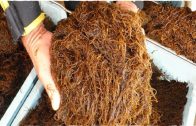 Japan Seaweed Cultivation – Farming Under the Sea – Japan Seaweed harvesting