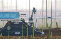 Harvest Asparagus using Robot || Agriculture Technology in Japan